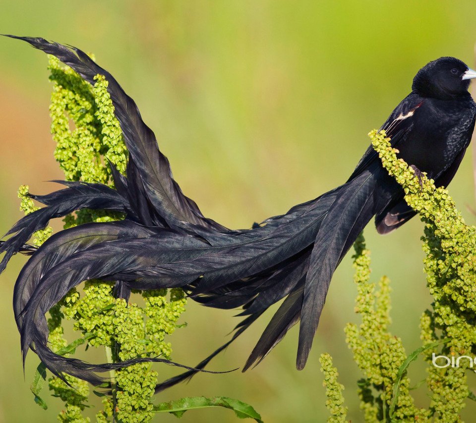 Длиннохвостый Колибри-сильф сильф Колибри