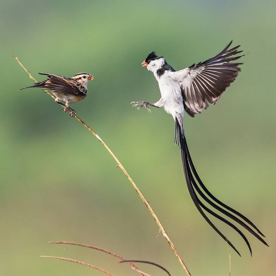 Птица лирохвост Австралия