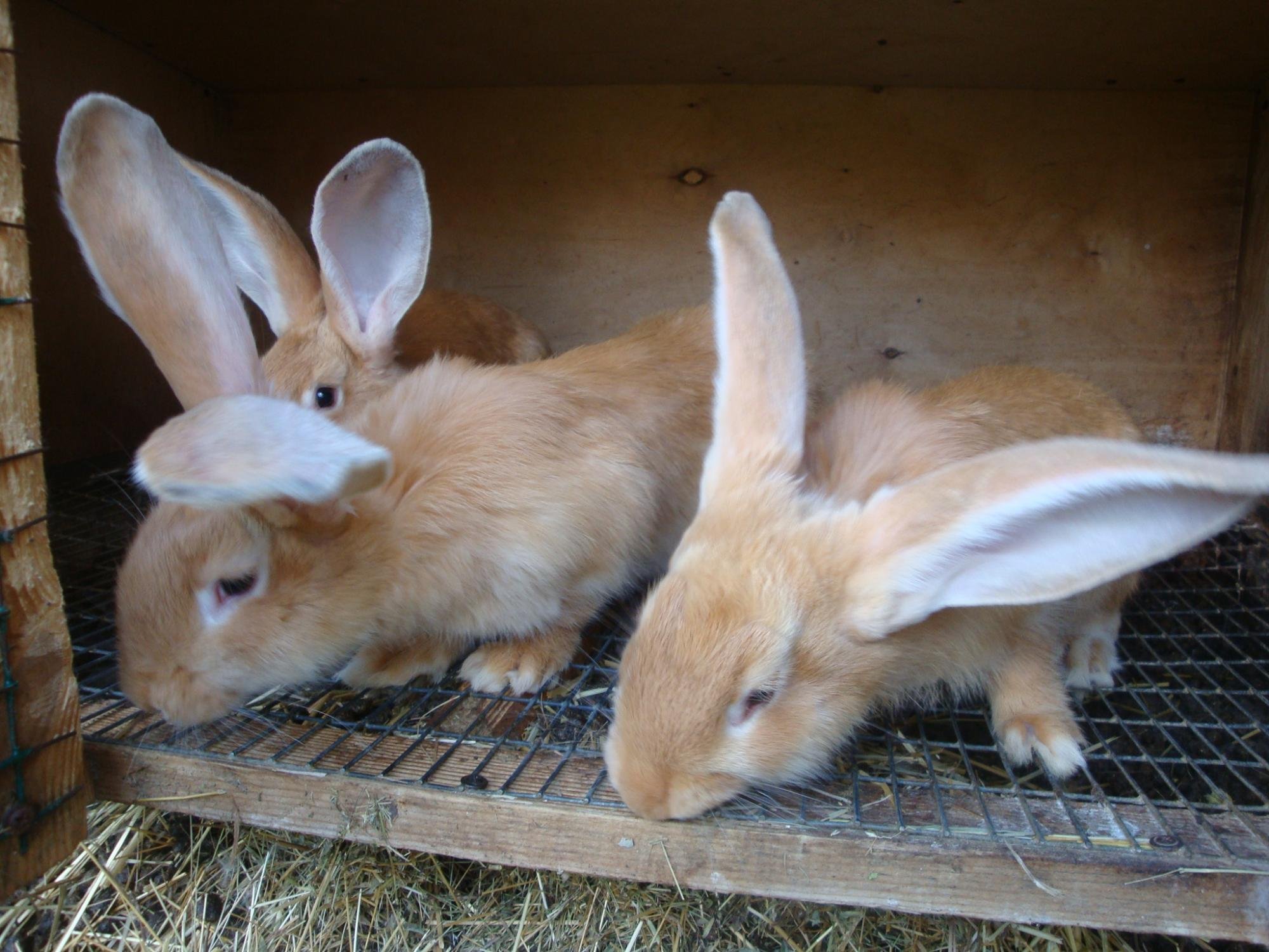 Купить кроликов белгородская. Ризен Голд кролики. Ризен Фландр. Кролики породы Ризен Голд. Ризен агути кролики.