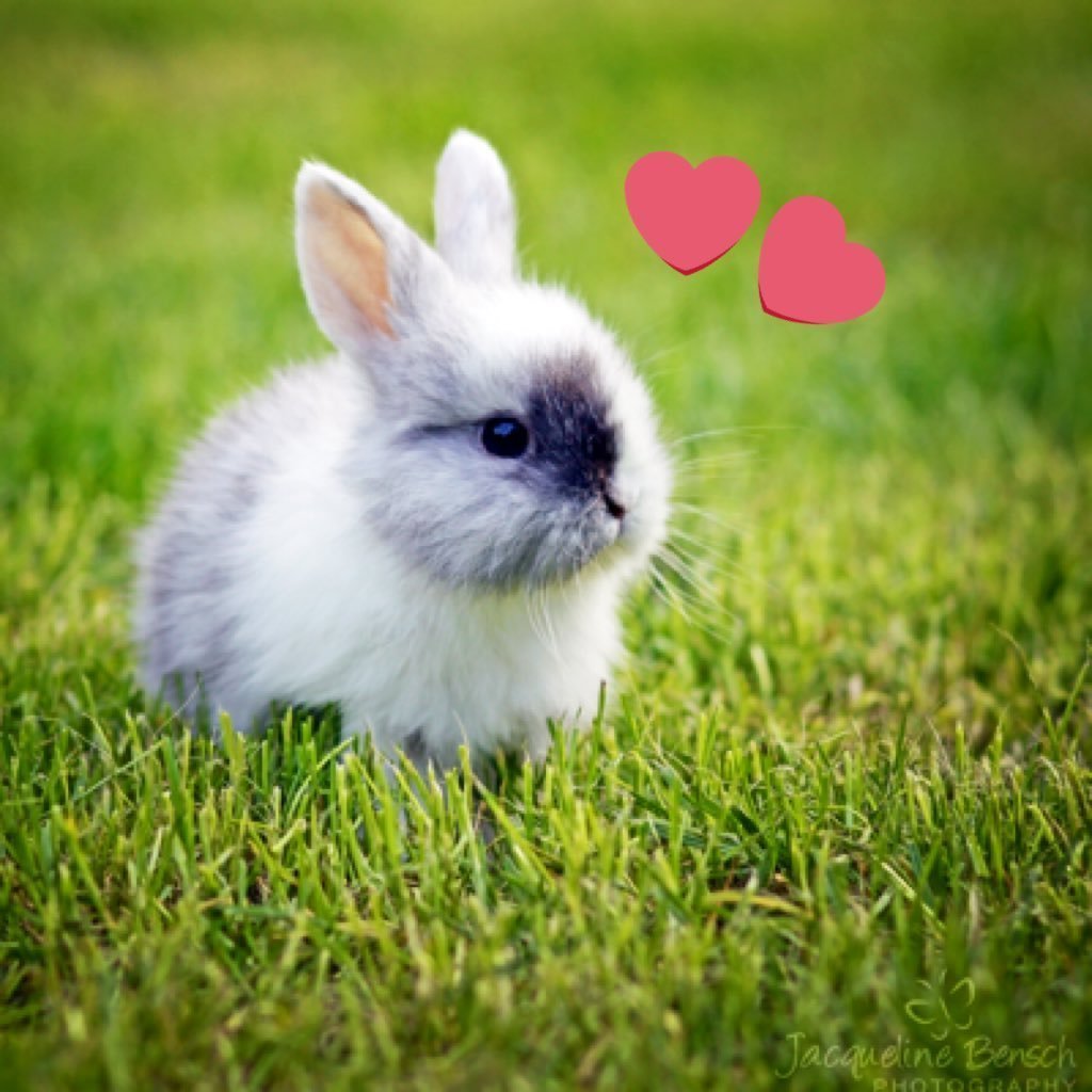 Гермелин ангорский карликовый кролик