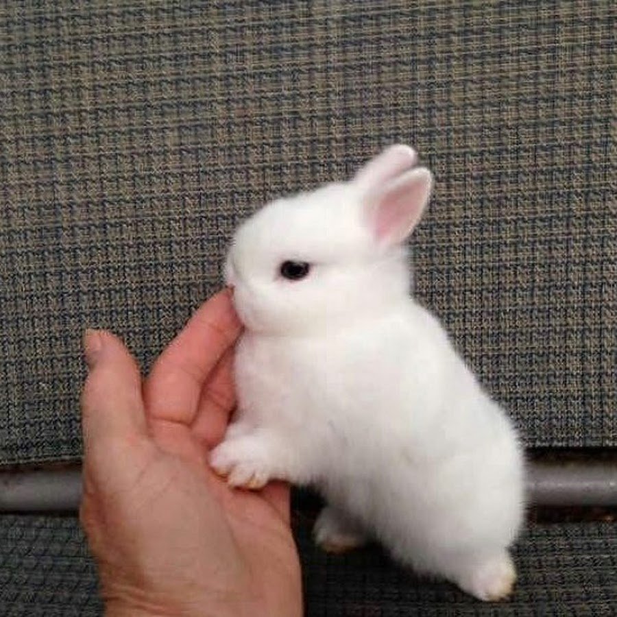 Карликовый кролик Пигмей