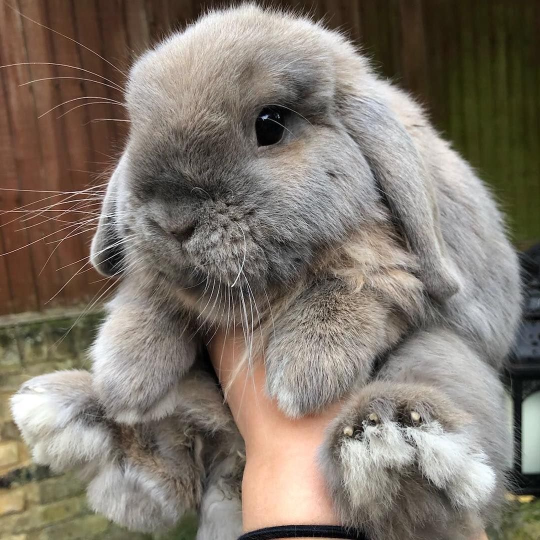 Карликовый рексобаран