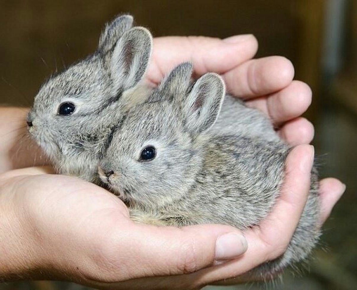 Айдахская порода кроликов