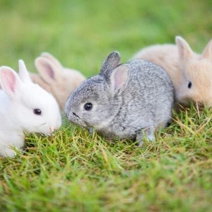 Беби кролик