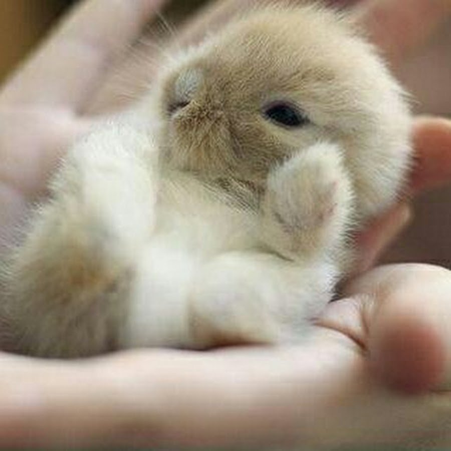 Маленькие кролики