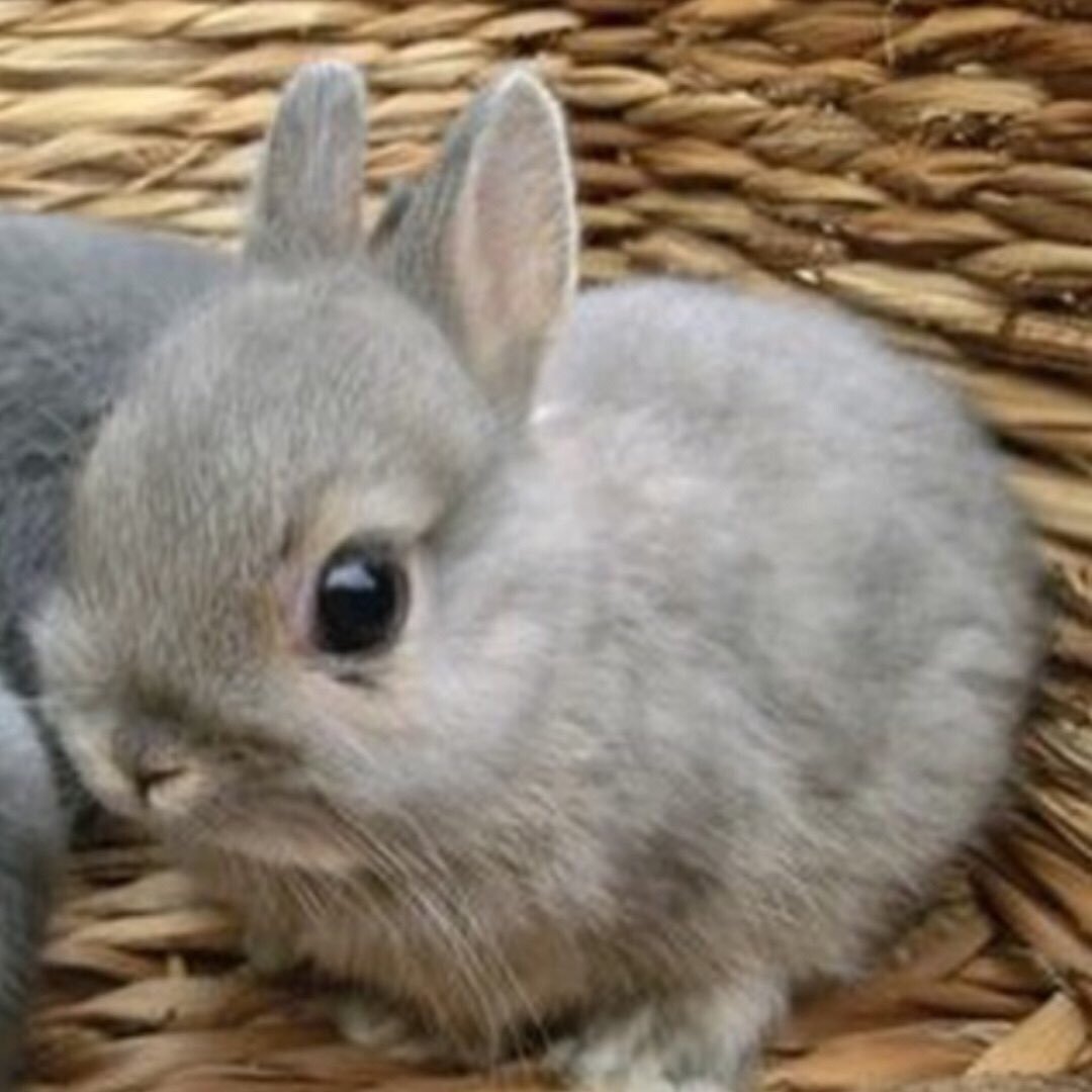 Серый кролик