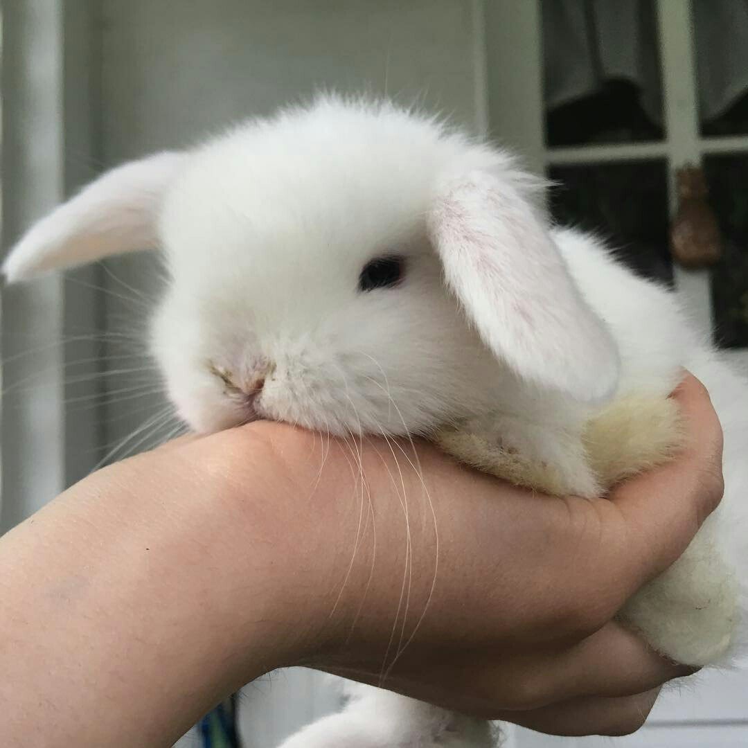 Кролик Эстетика