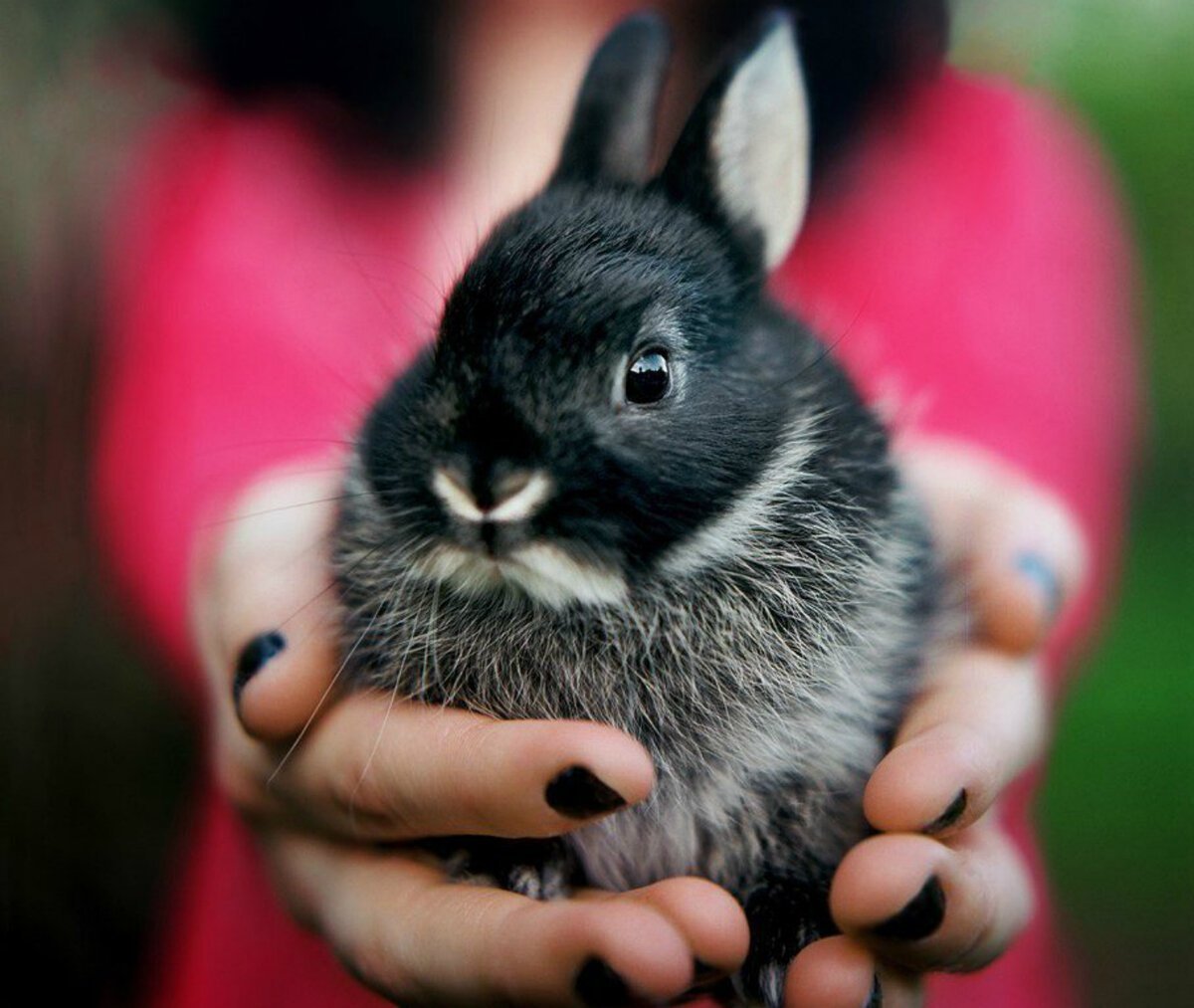 Карликовый минор кролик черный