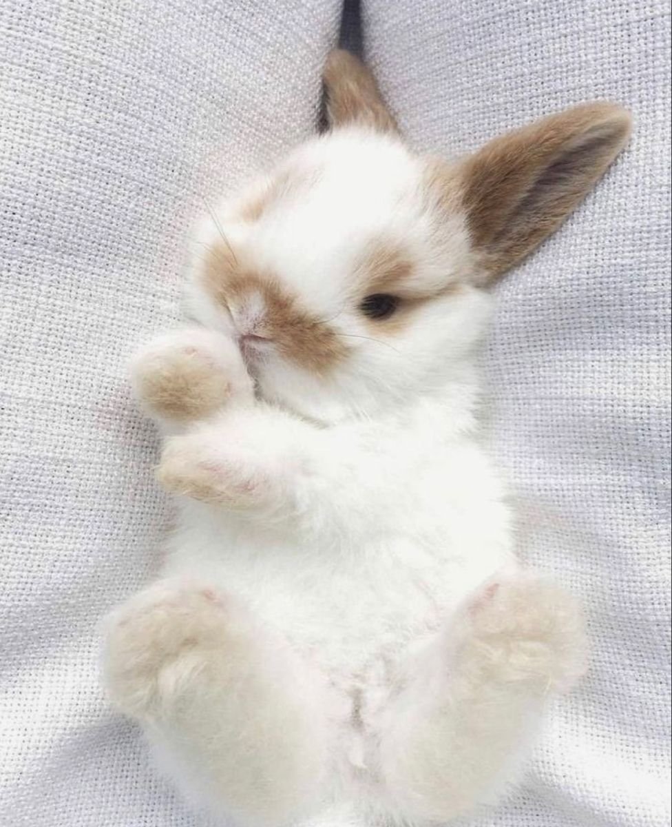 Милые зайчики