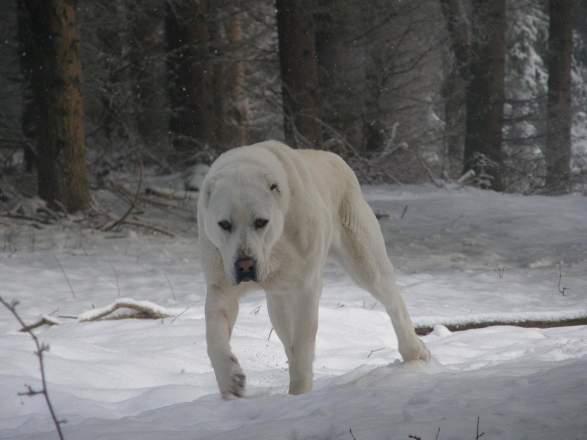 Кавказский алабай щенок
