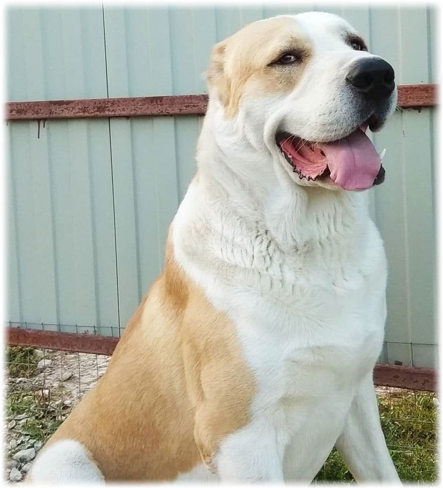 Узбекский бурибасар алабай