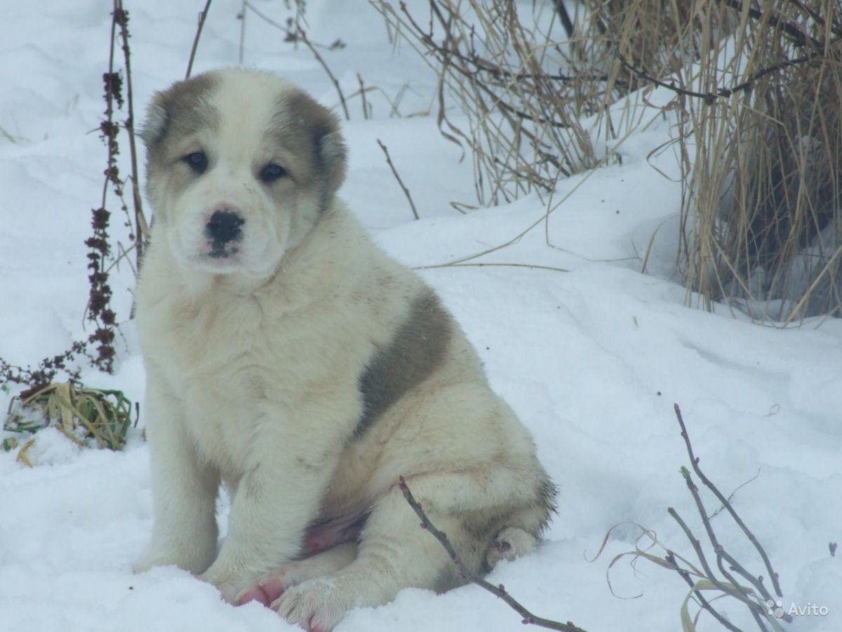 Среднеазиатская овчарка Беркут