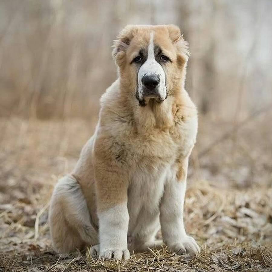 Алабай большой