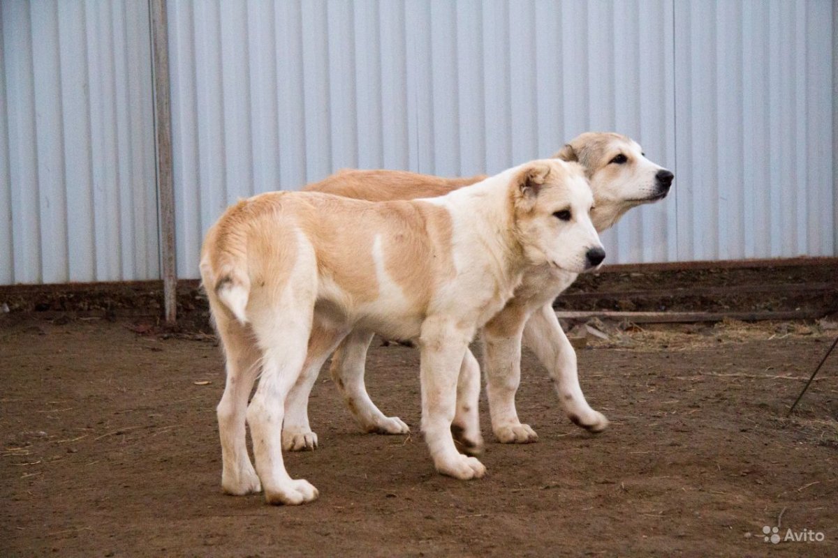 САО овчарка алабай