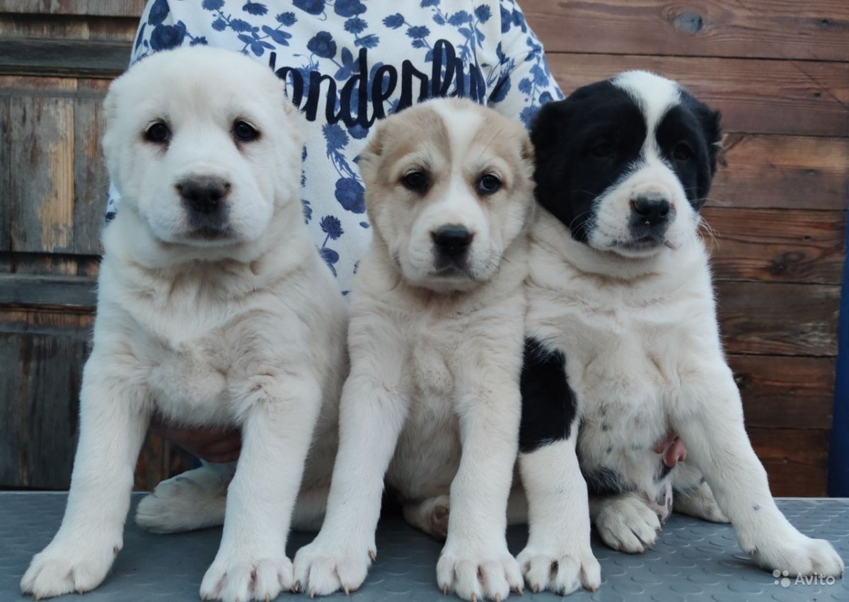 Карликовый алабай