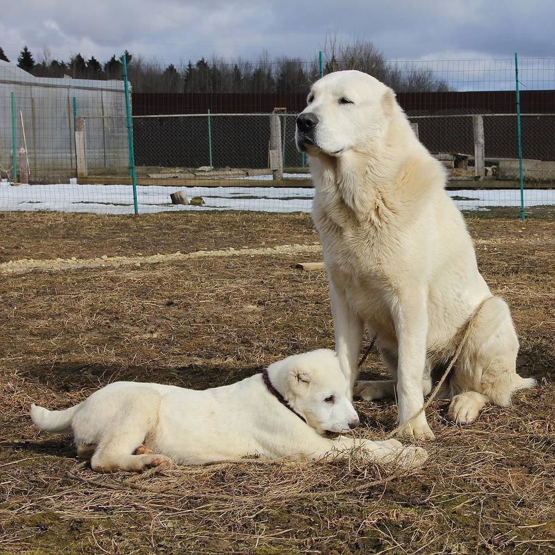 Среднеазиатская овчарка алабай