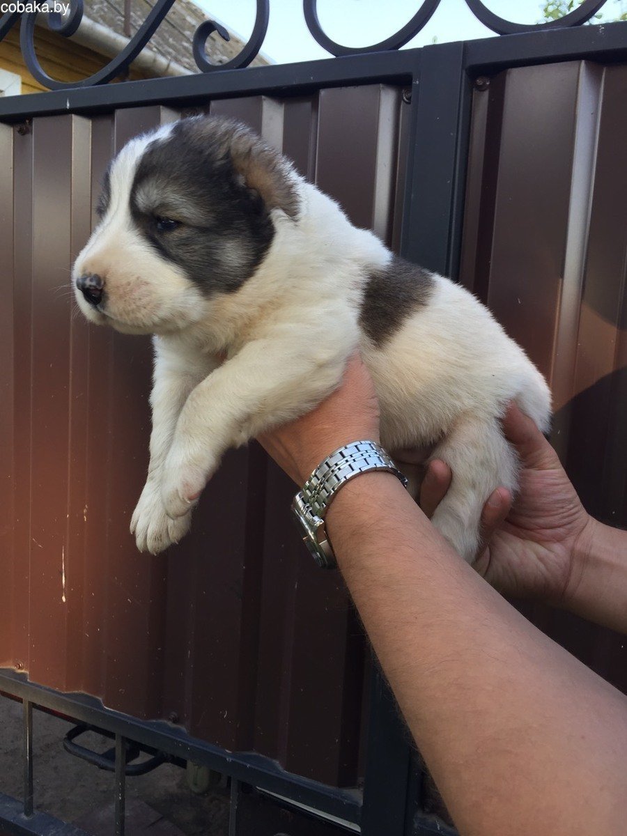 Турецкий алабай кангал