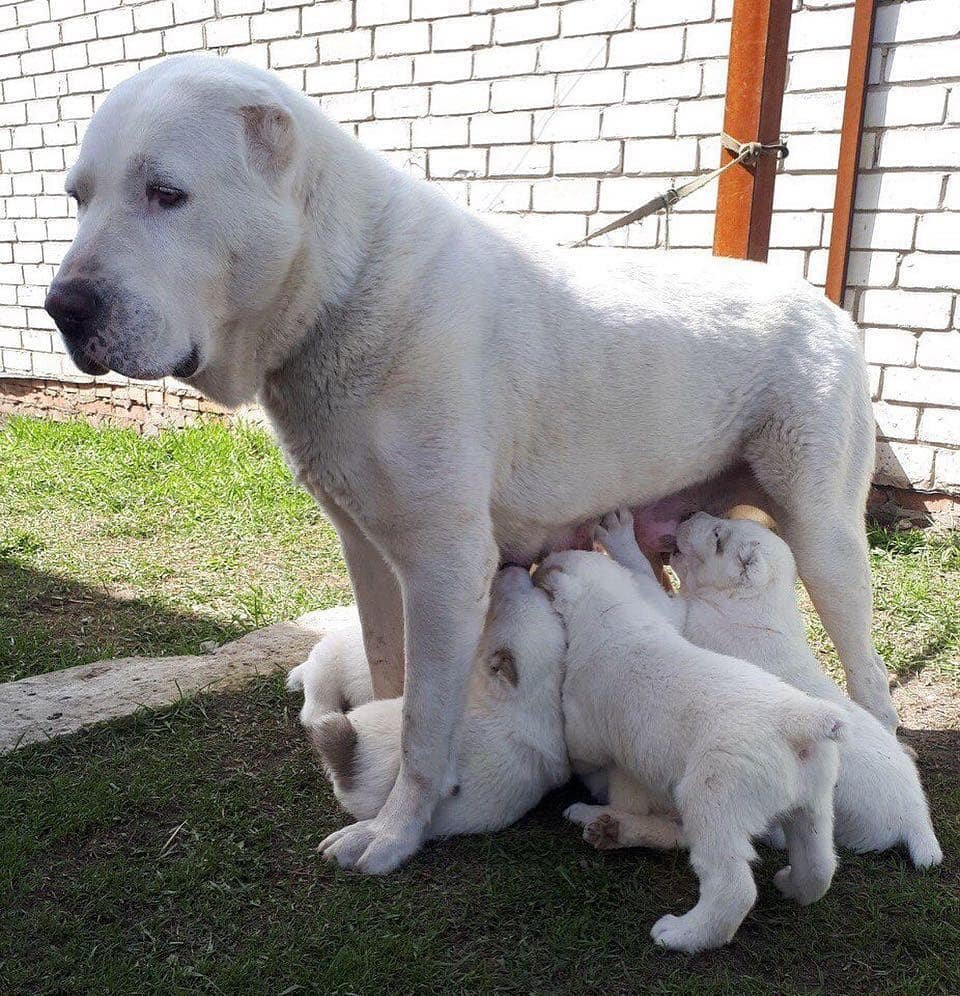 Туркменский алабай