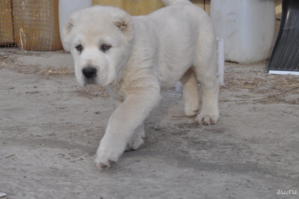 Среднеазиатская овчарка