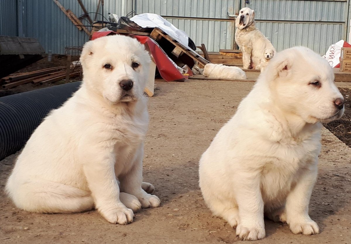 Среднеазиатская овчарка