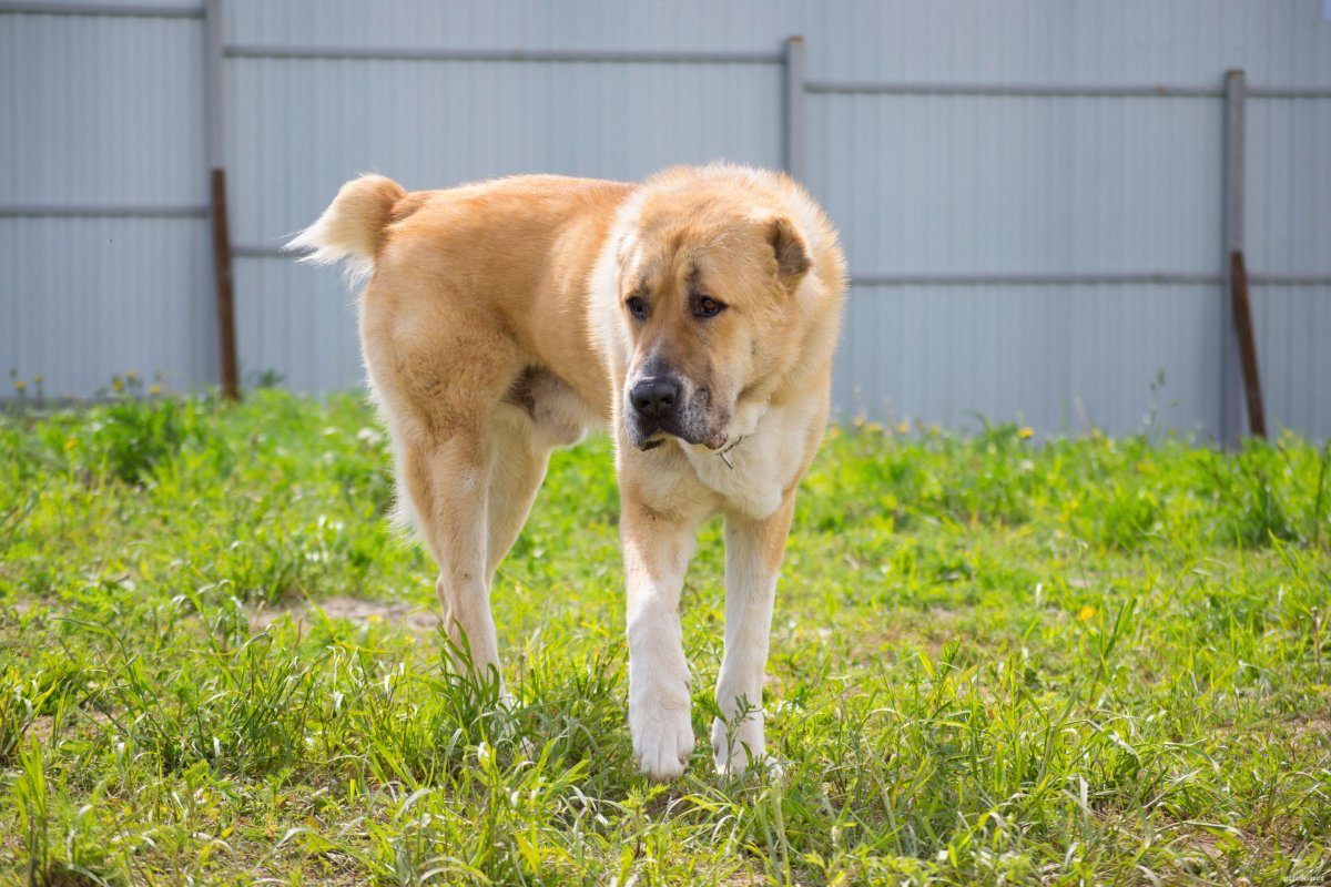 Самая большая собака в мире алабай