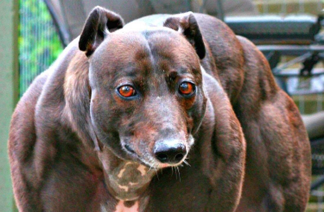 Буленбейцер быкодав