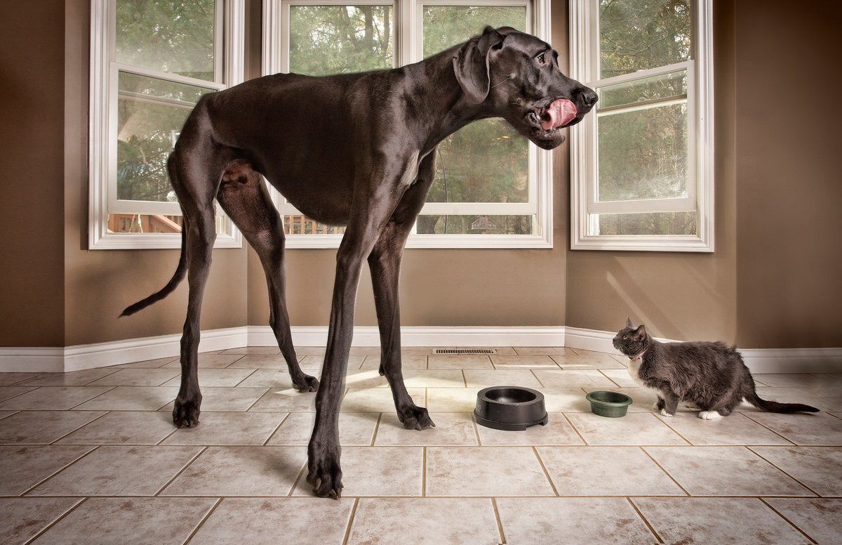 Кубинский мастиф (кубинский дог