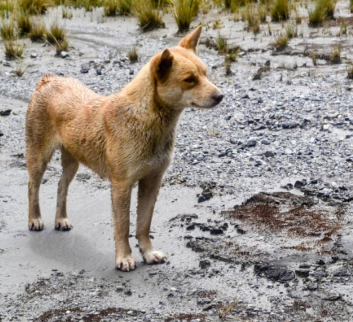 Индейские собаки сахту