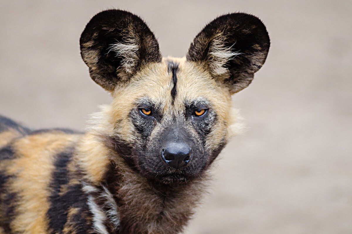 Хубрид Энималс