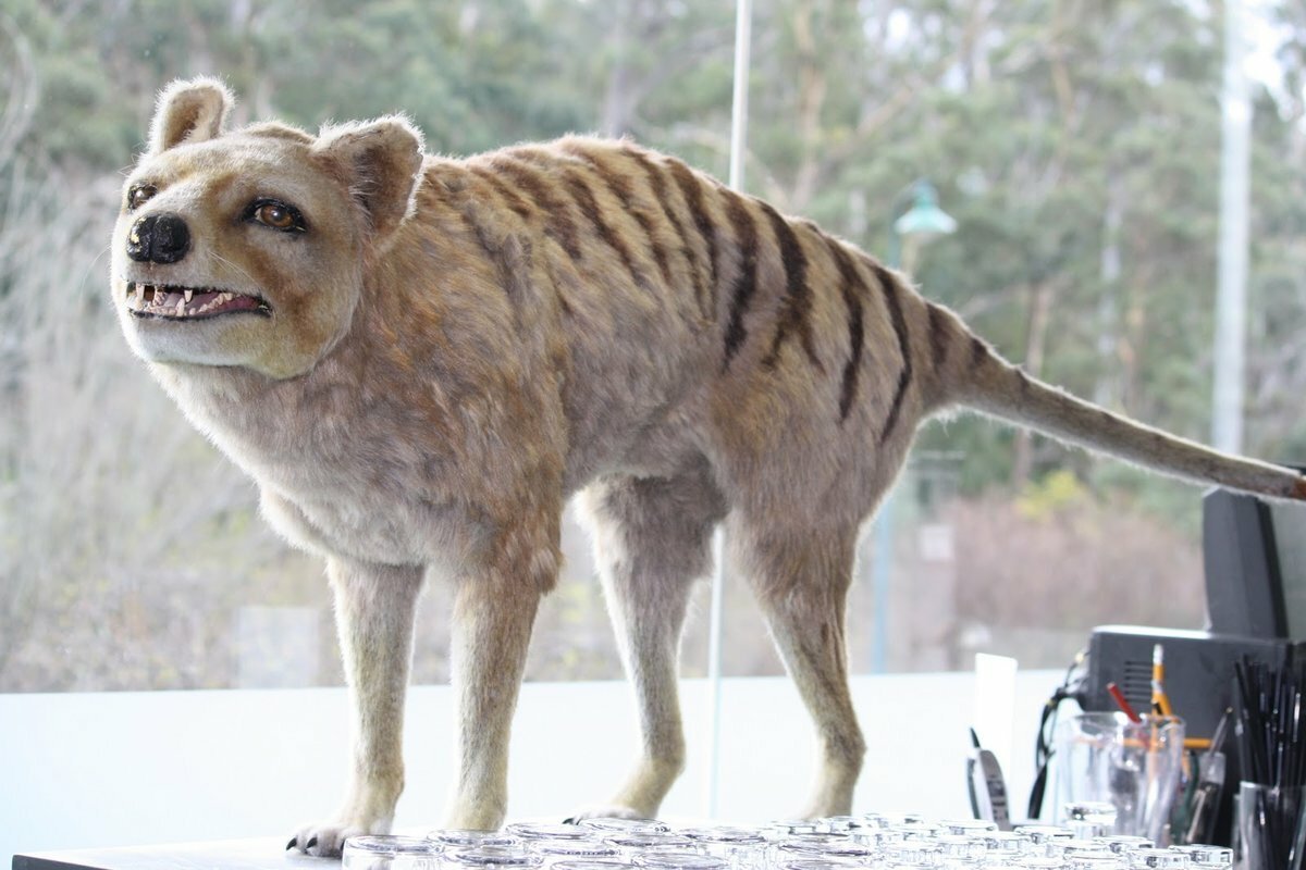 Санмигельская овчарка