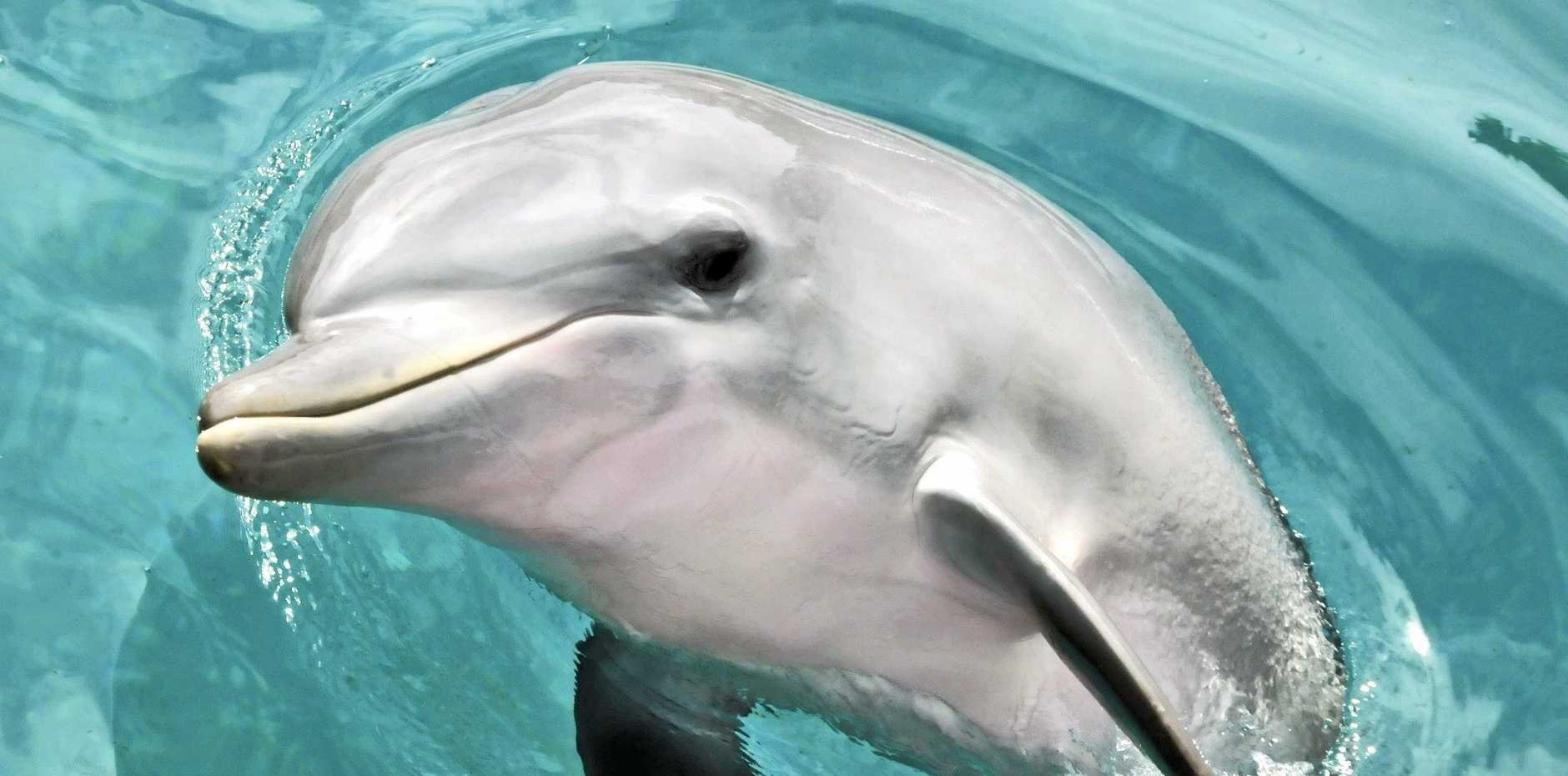 Лоб дельфина. Дельфин. Белый Дельфин. Австралийские дельфины. Глаз дельфина.