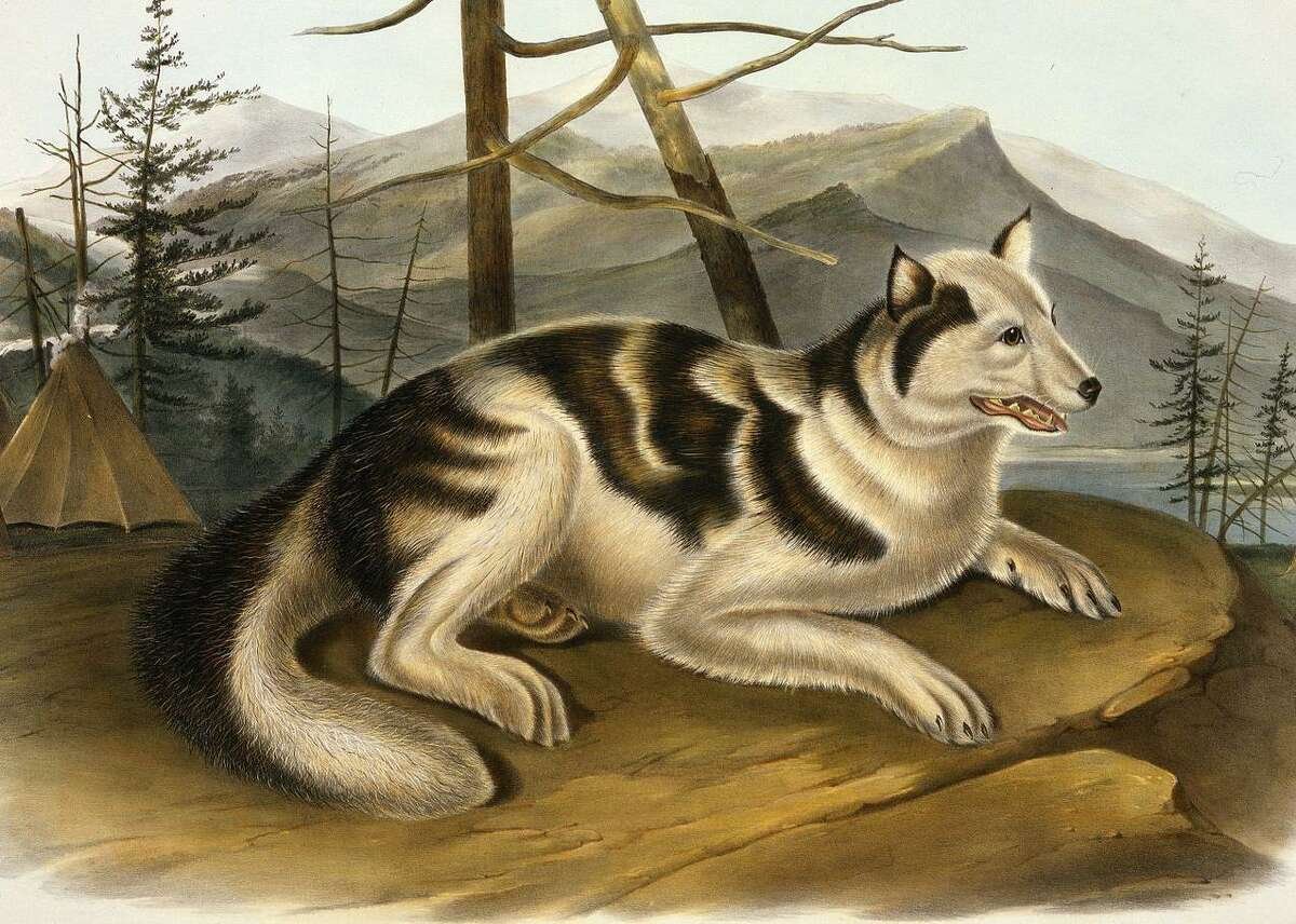 Уиппет миостатин