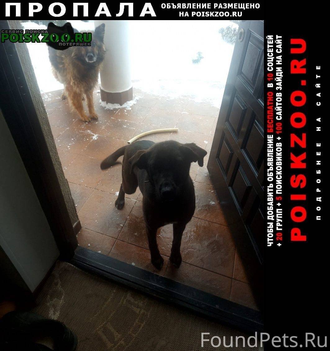 Собаководство древних культур мира