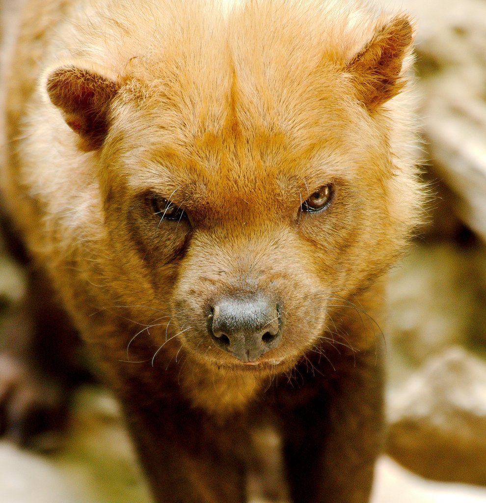 Рикель Брандо