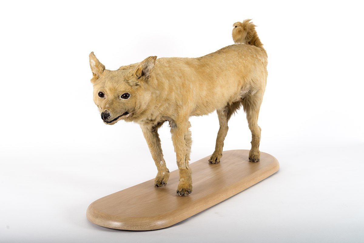 Тилацин сумчатый волк