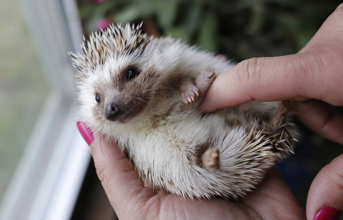 Животик ежика