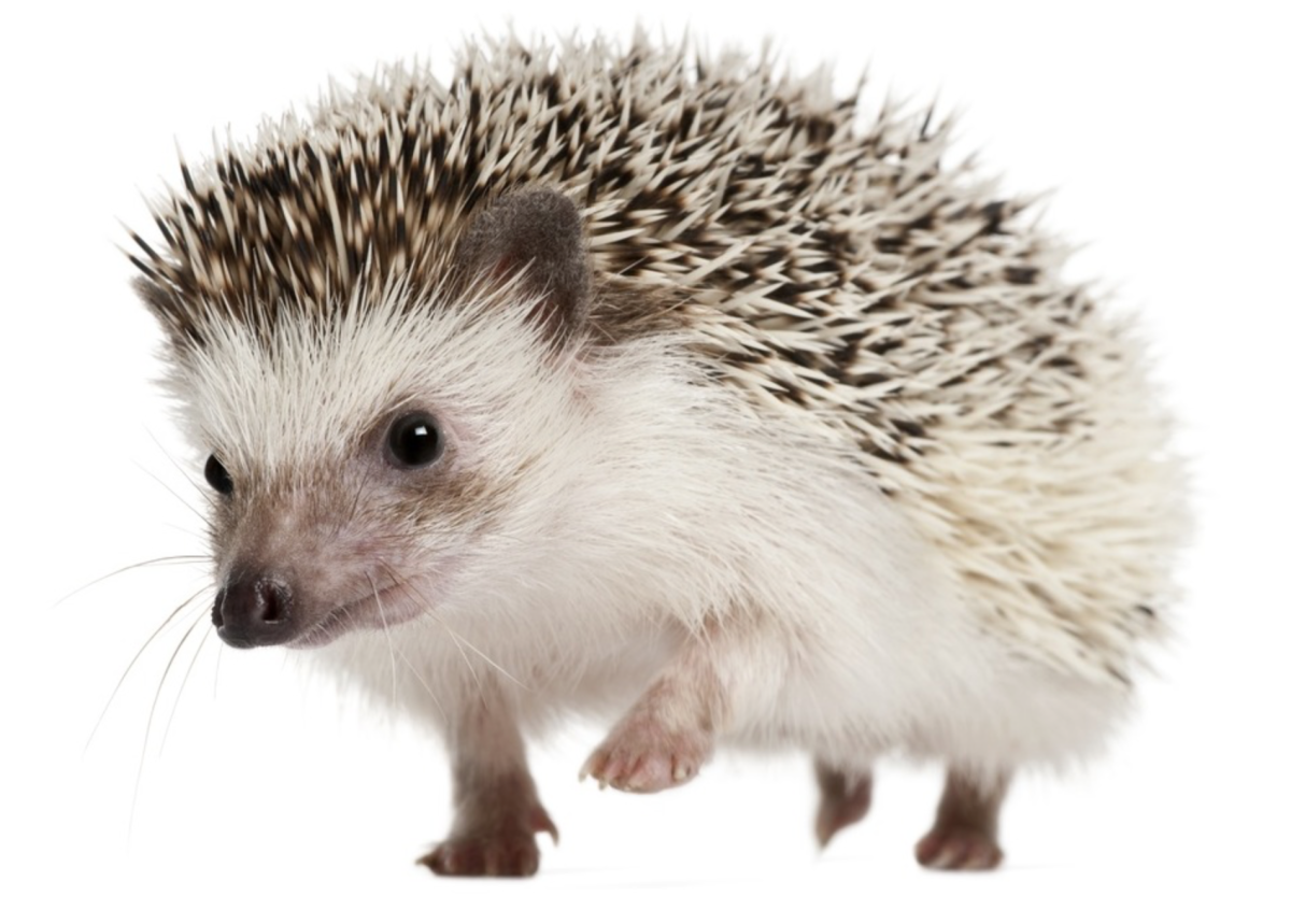 Еж обыкновенный на белом фоне