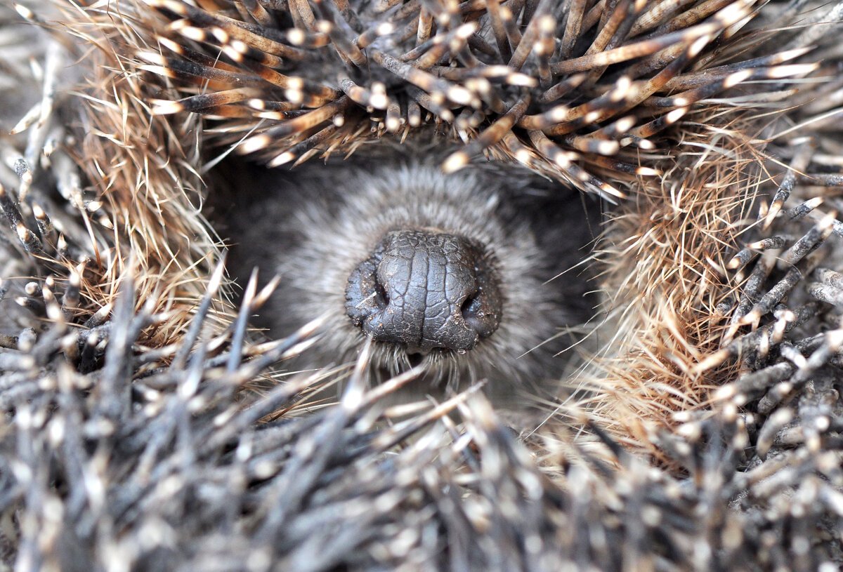 Колючки ежа