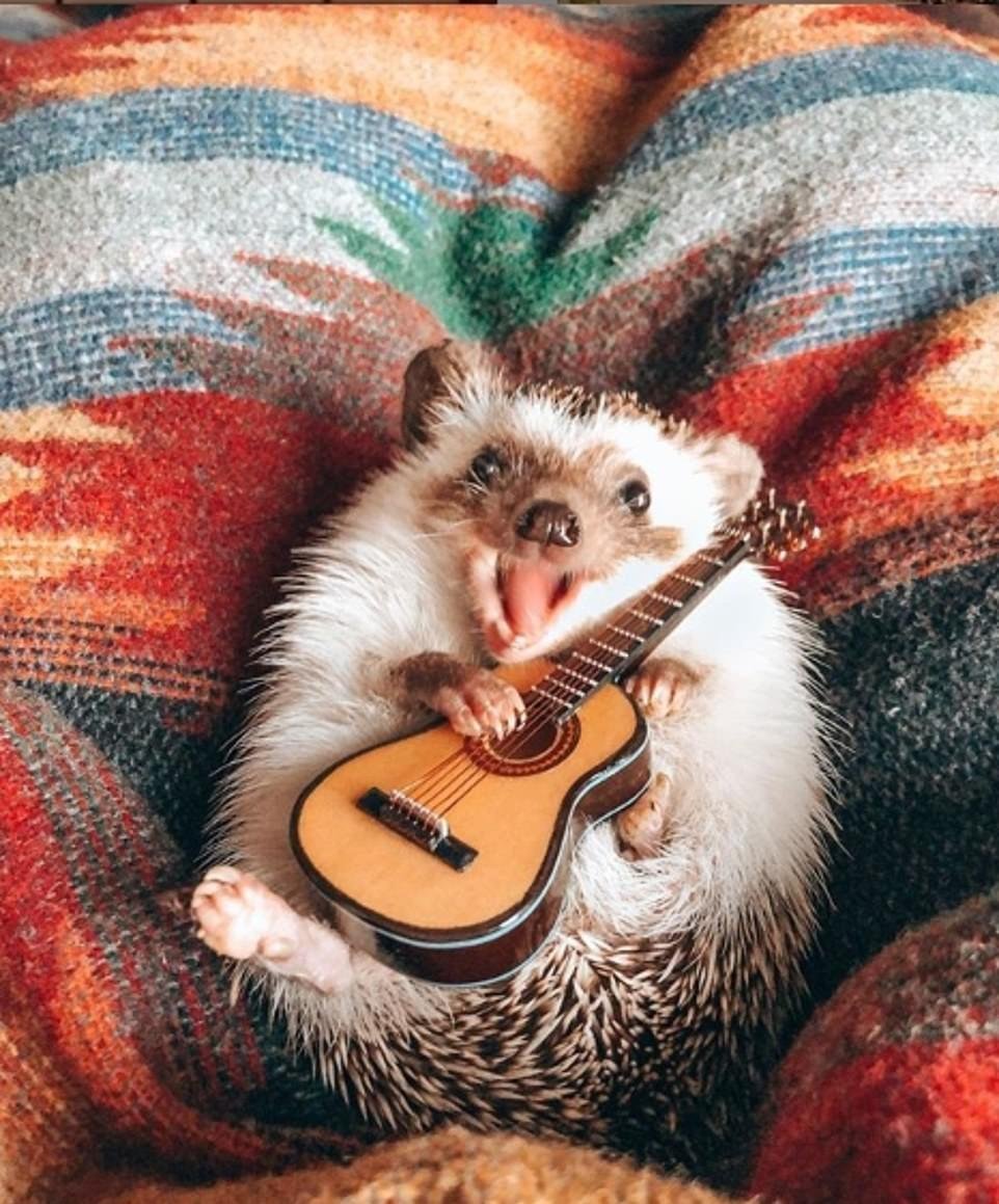 Mr.Pokee очаровательный ёж-путешественник