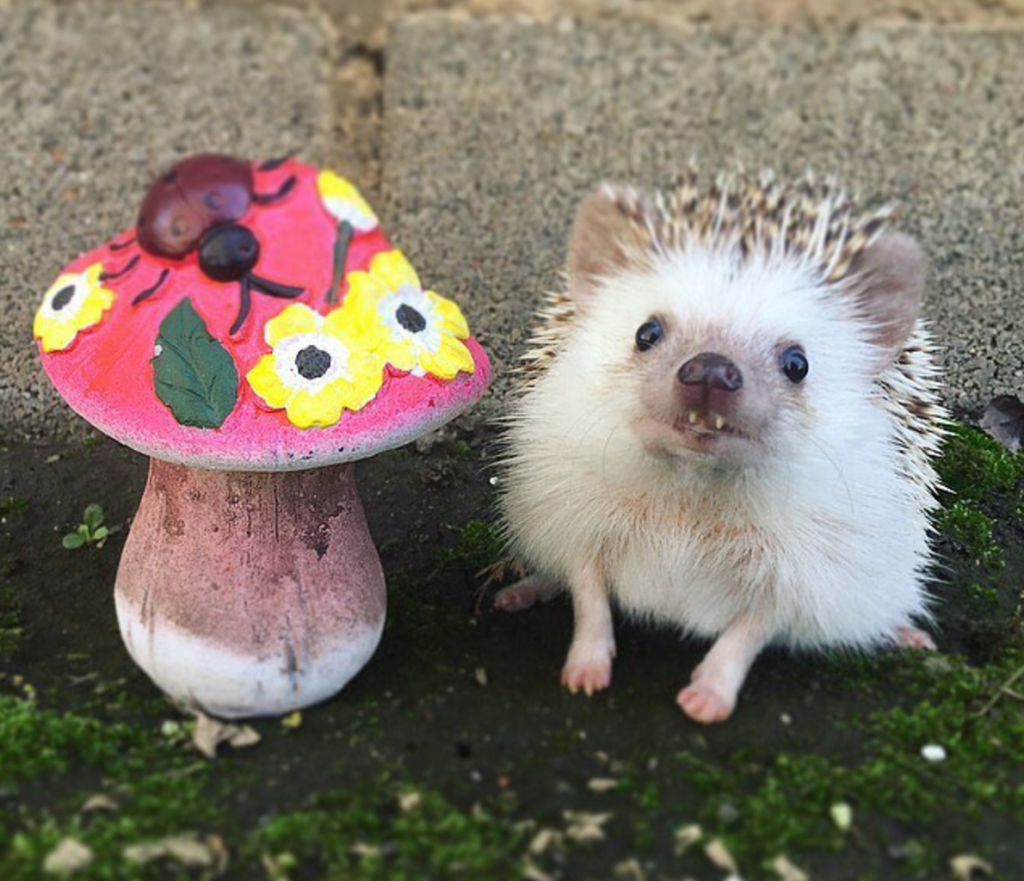 Ёжики настоящие