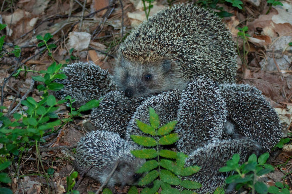Еж ежиха и ежонок