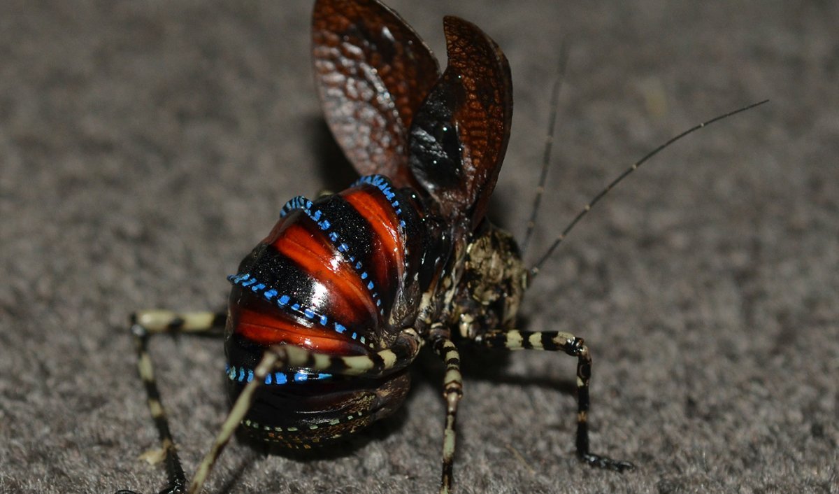 Австралийский паук Павлин