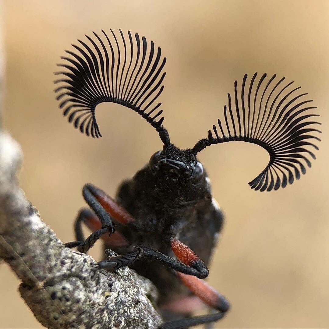 Austracantha Minax