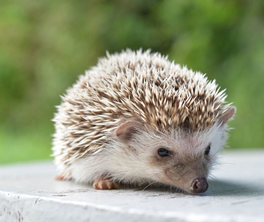 Белобрюхий ёж