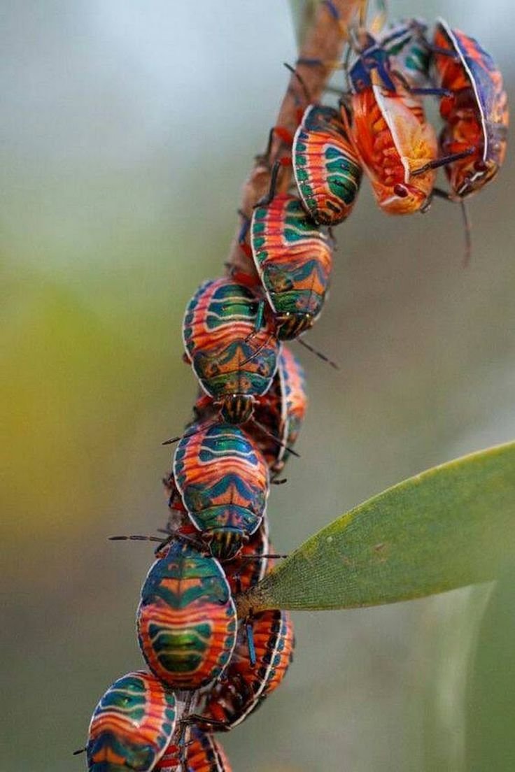 Жук слоноед