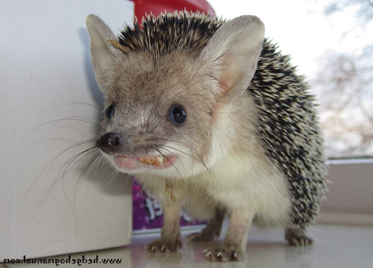 Африканский Ушастый Ежик