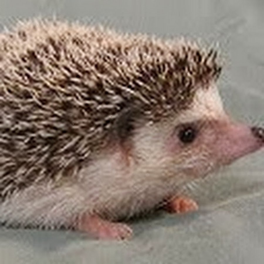 Ежик с ушами