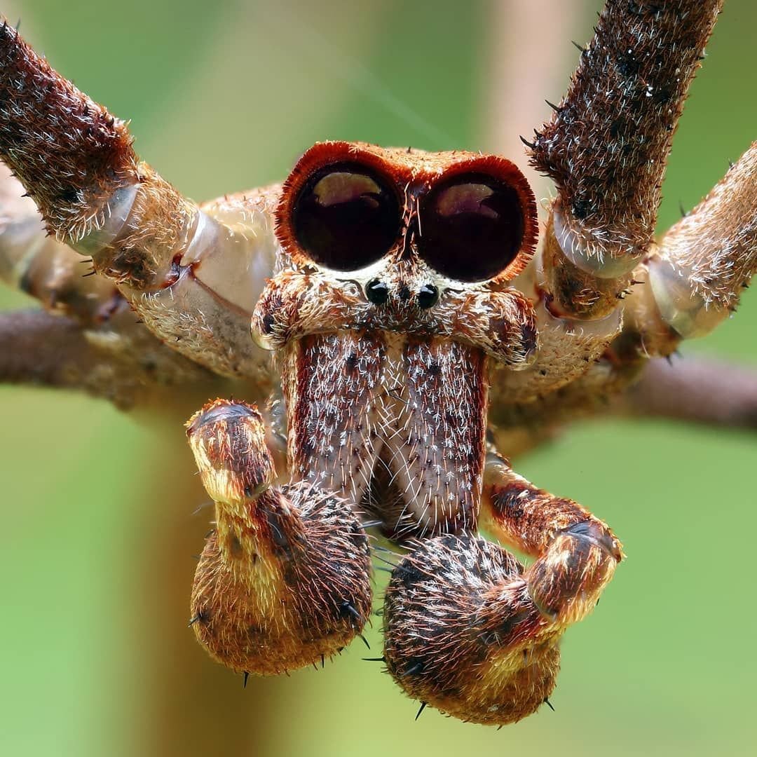 Южная Австралия насекомые