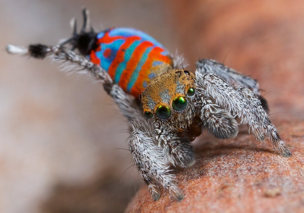 Паук Maratus speciosus