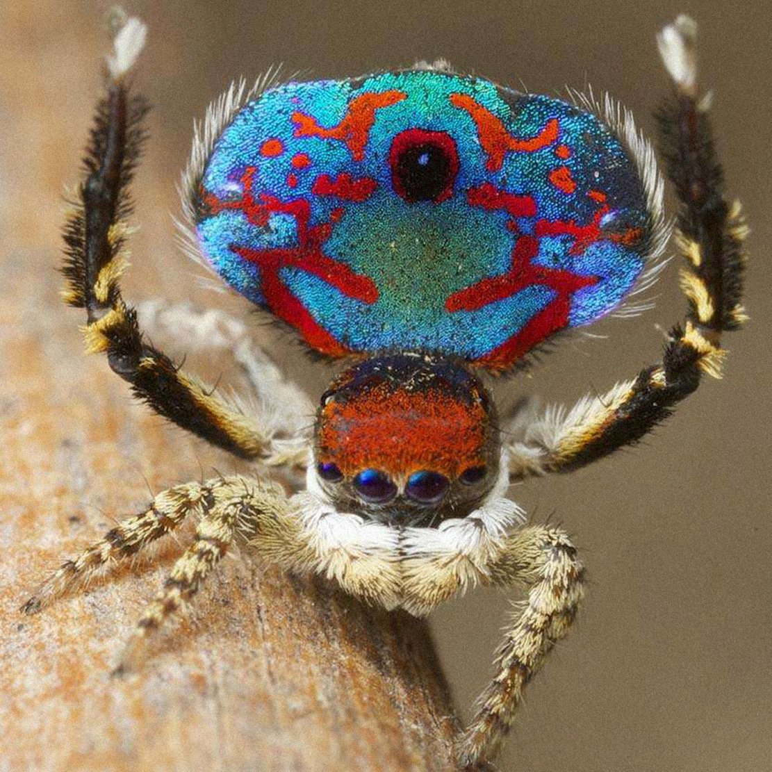 Паук Maratus volans